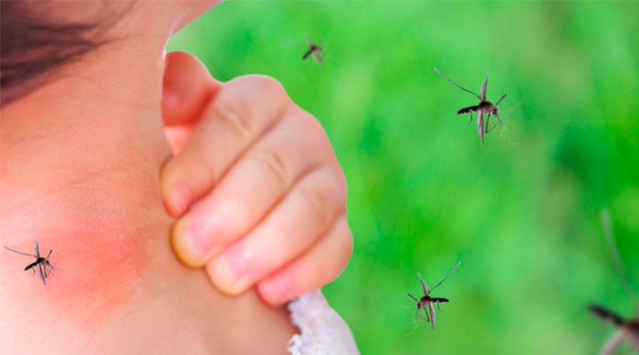 Dengue: La necesidad de una prevención todo el año