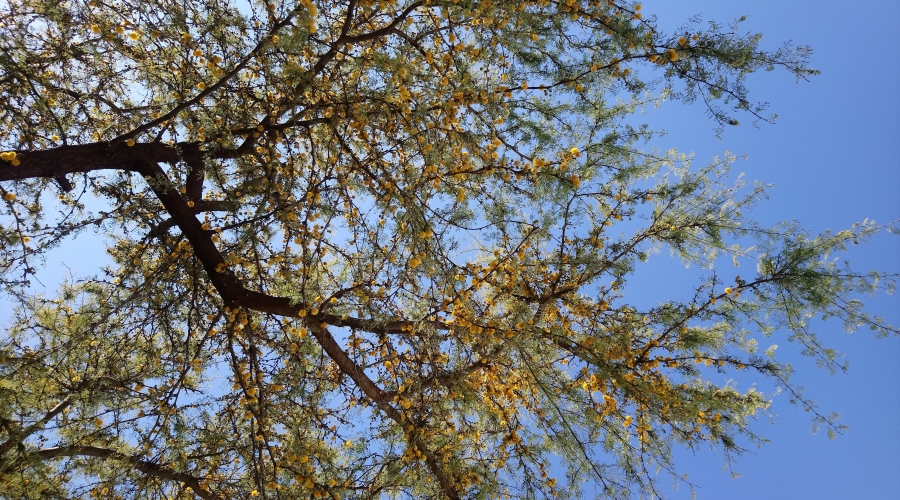 El espinillo es el árbol entrerriano