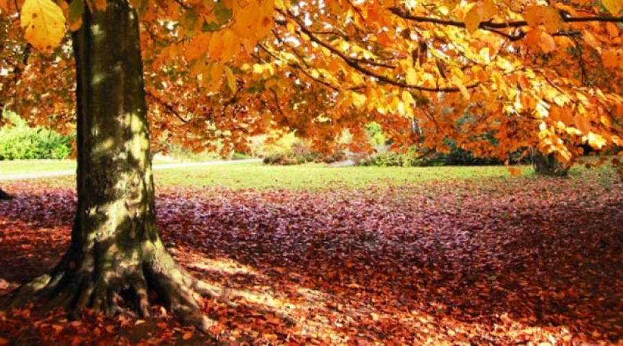 Ãrboles en otoÃ±o