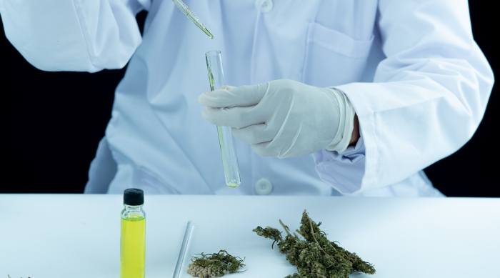 El camino de la investigación en cannabis