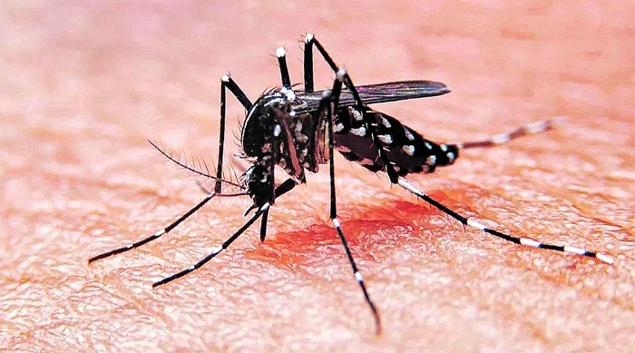 Acciones para prevenir el dengue