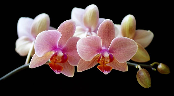 Orquídeas nativas del Litoral Argentino