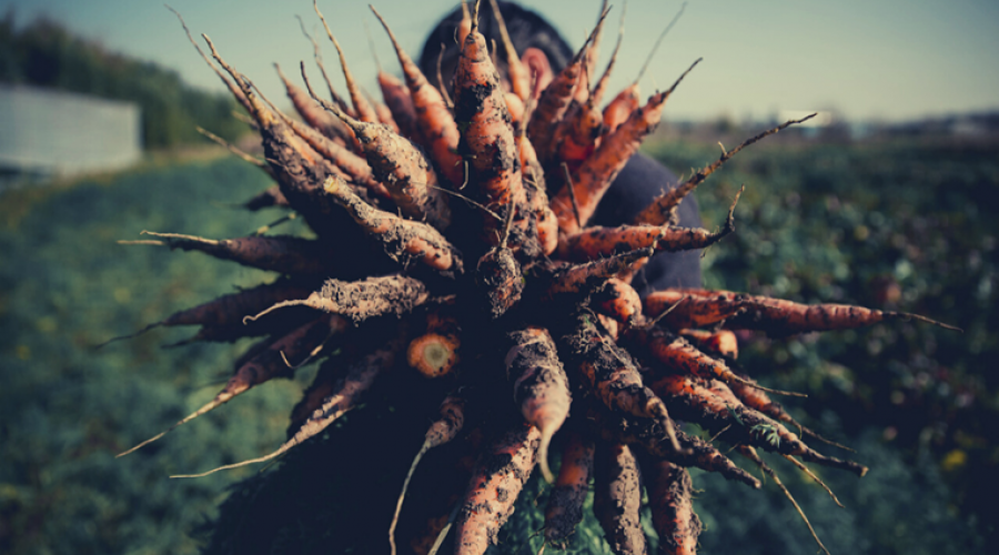 Comer sano es un derecho
