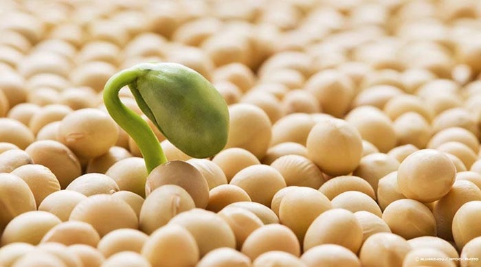 Taller sobre calidad de semillas