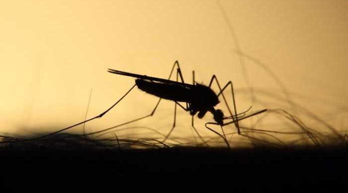 Situación actual y medidas contra el Dengue
